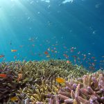 Exploring the Stages of Coral Reef Development and Expansion