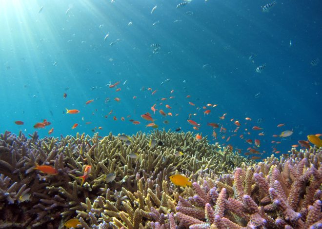 Exploring the Stages of Coral Reef Development and Expansion