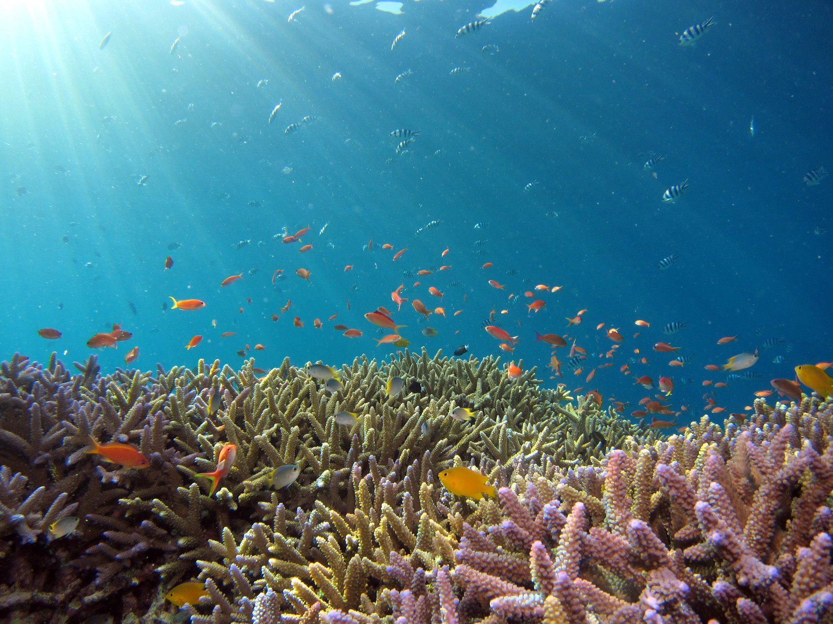 Exploring the Stages of Coral Reef Development and Expansion