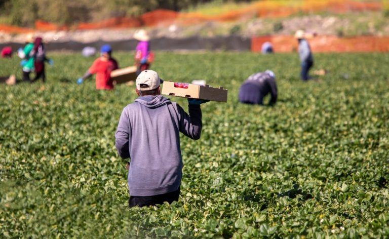 workers visa usa